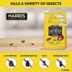 Harris 1 Gal. Asian Lady Beetle and Box Elder Bug Killer (3-Pack) -Breeze Decor Sales Store harris bug killer spray 3hbxa 128 4f 1000
