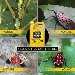 Harris 1 Gal. Spotted Lanternfly Killer with 1 Gal. Tank Sprayer (3-Pack) 7 Harris 1 Gal. Spotted Lanternfly Killer with 1 Gal. Tank Sprayer (3-Pack) -Breeze Decor Sales Store harris bug killer spray 3slf 128tank 4f 1000